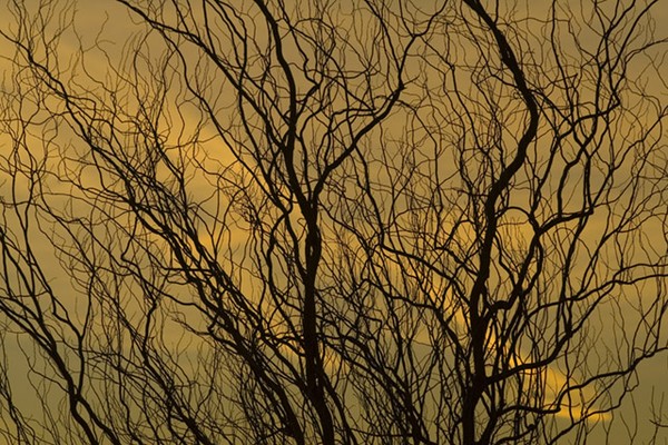 Dreams Of Trees