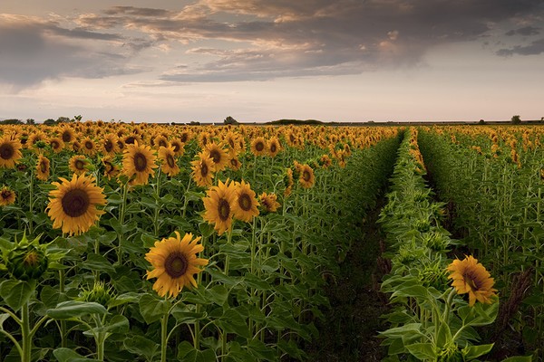Sunflower Soldiers