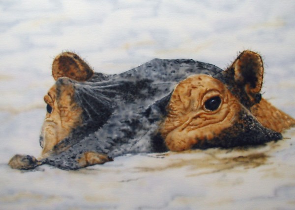 Hippopotamus