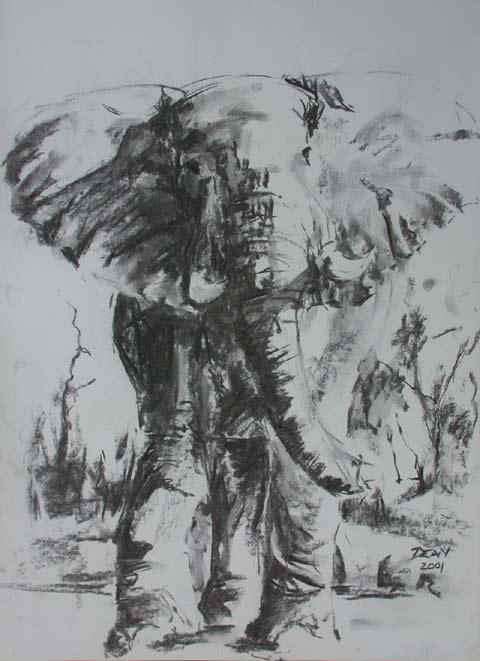 Elephant Bull