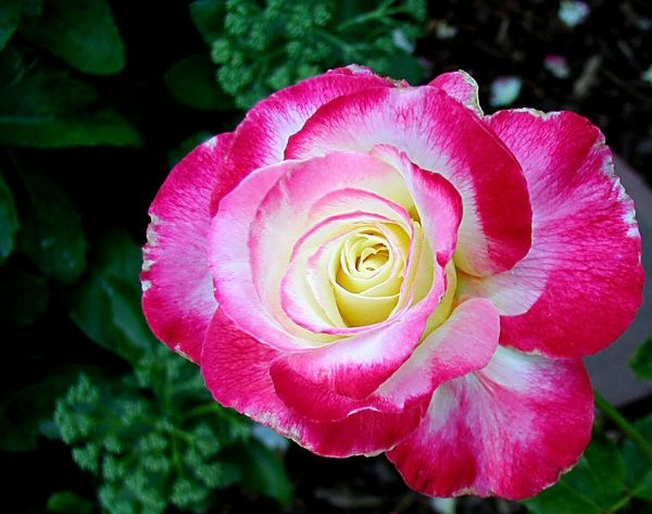 Bi-Color Rose