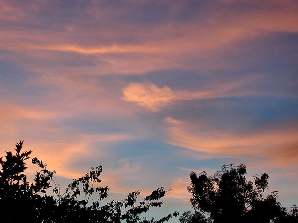 Orchard Sunset
