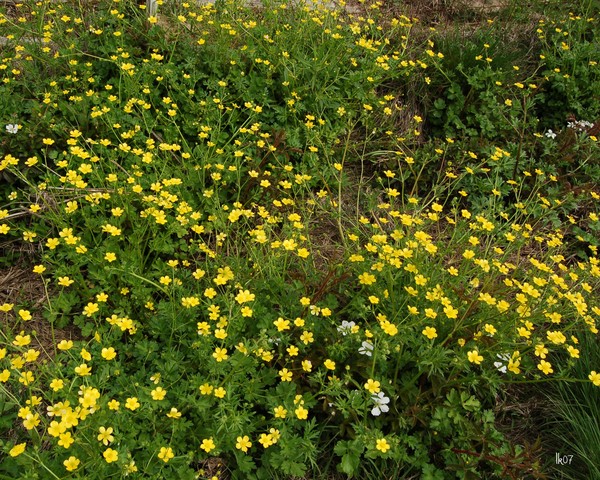 BLACKBERRIES AND WILDFLOWERS - 2779