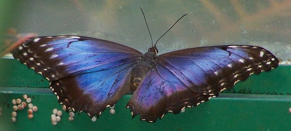 Beautiful Blue
