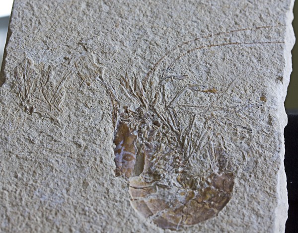 70 million years B.C.