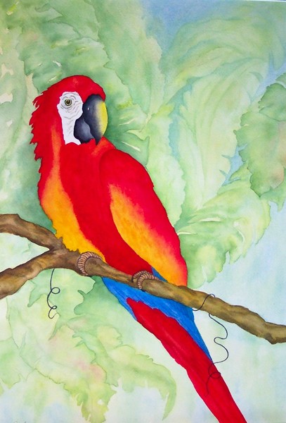 Red Parrot