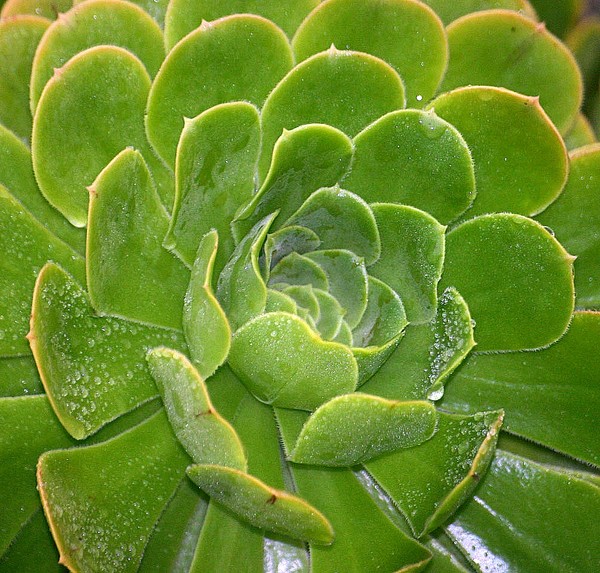 Macro