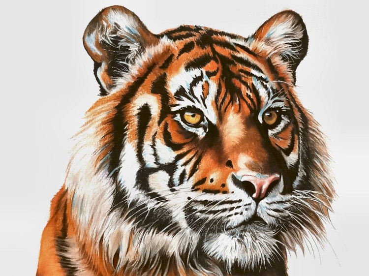 TIGER MANDY THOMAS