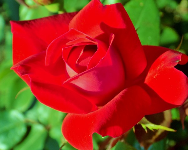 Red Red Roses 2
