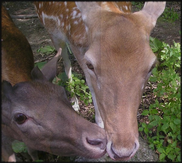 ~Deer Kisses~