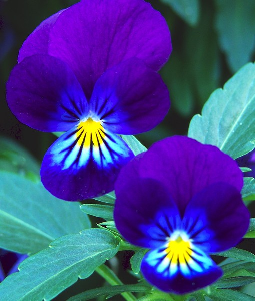 Pretty Purple Babies