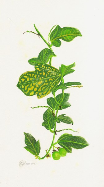 vine