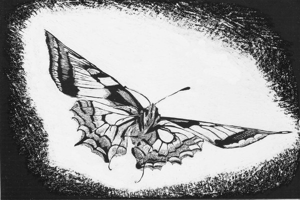 the butterfly