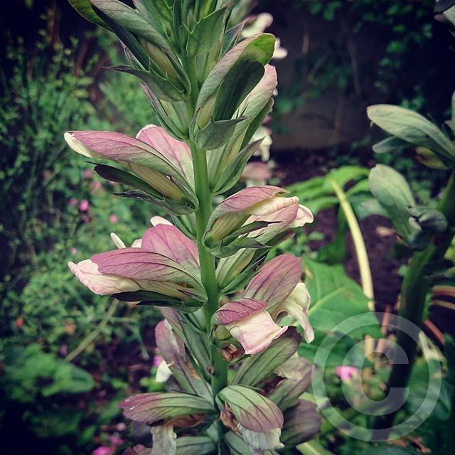 Nature in London