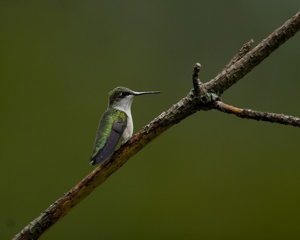 Ruby-throat hummingbird