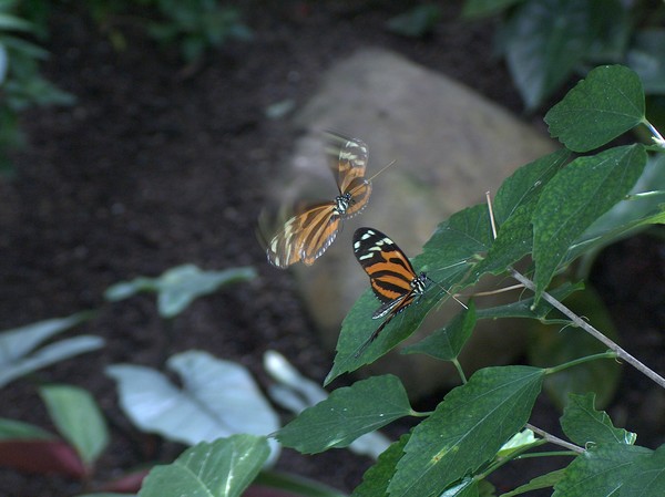 Butterflies 1