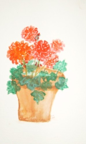 Geraniums