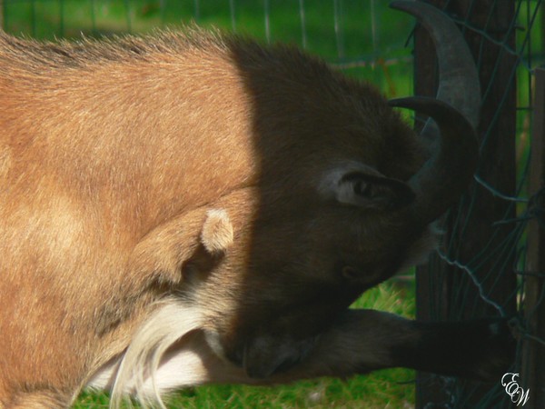 Mr Goat