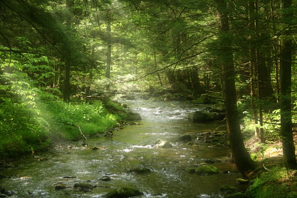 Gift to the Forest
