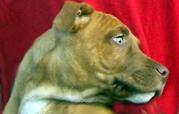 Puppy Love