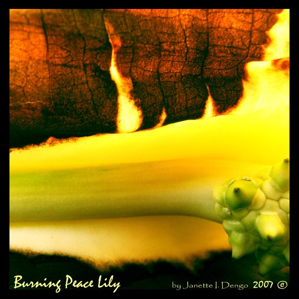 Burning Peace Lily