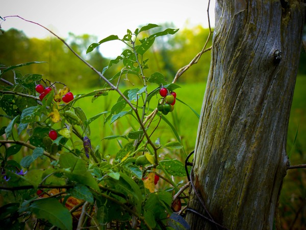 Fence Post