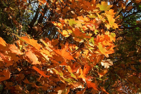 feuillage d'automne