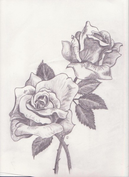 roses are red ?