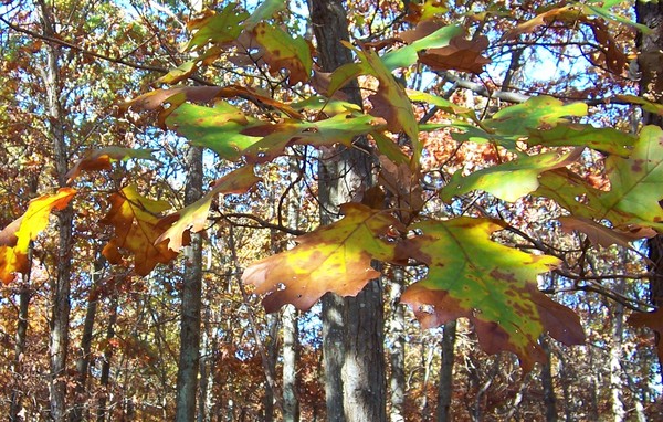 AUTUMN LEAVES