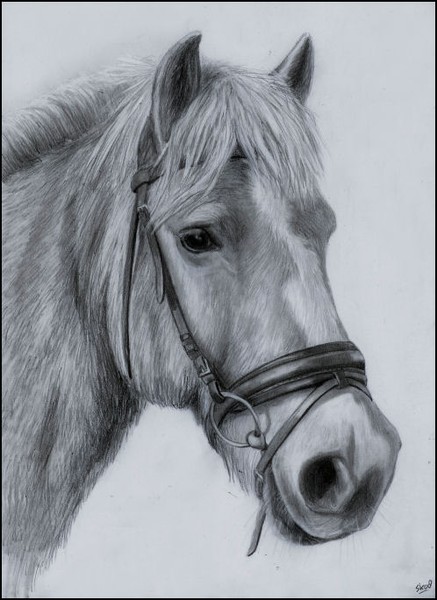 Haflinger