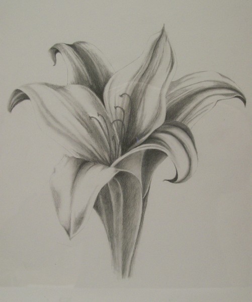 Lily