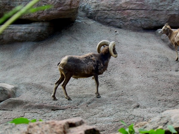 The Goat On The Rock