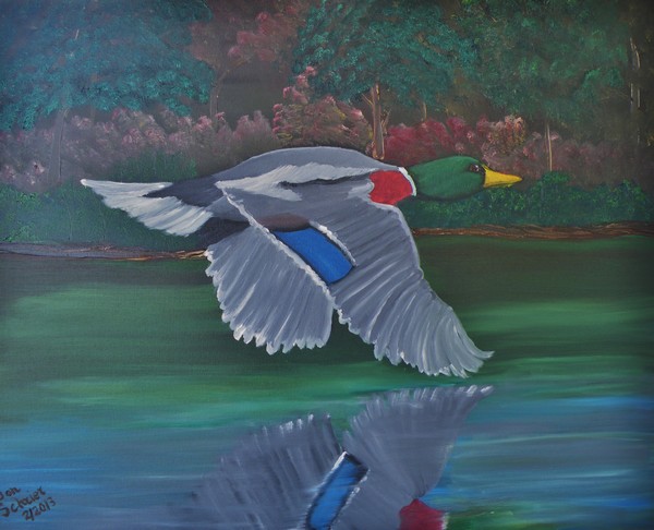 Mallard Coming In For A Landing