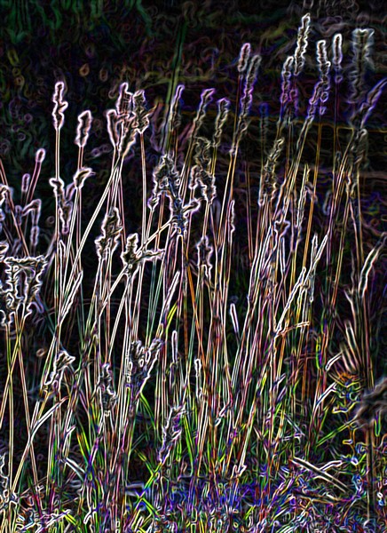 Neon Grasses