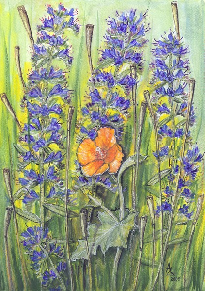 Glaucium flavum and Echium vulgare