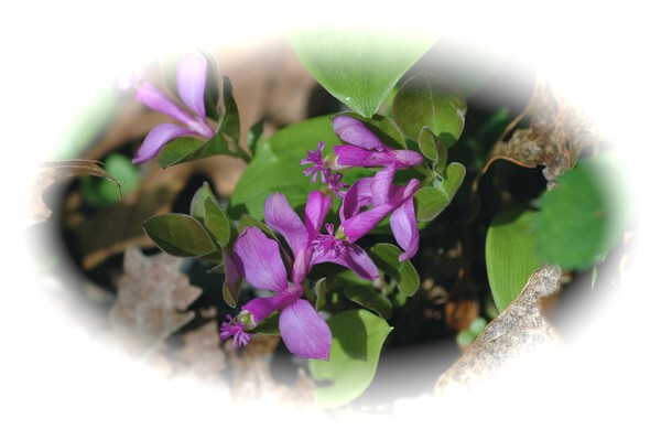Spring Wild Flower 