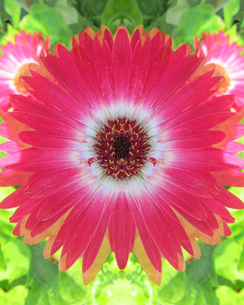 Gerbera Daisy
