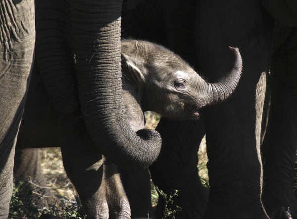 New Elephant