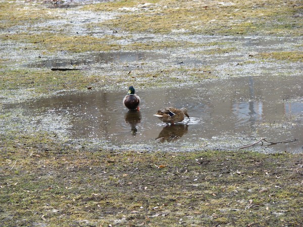 2010 duck series