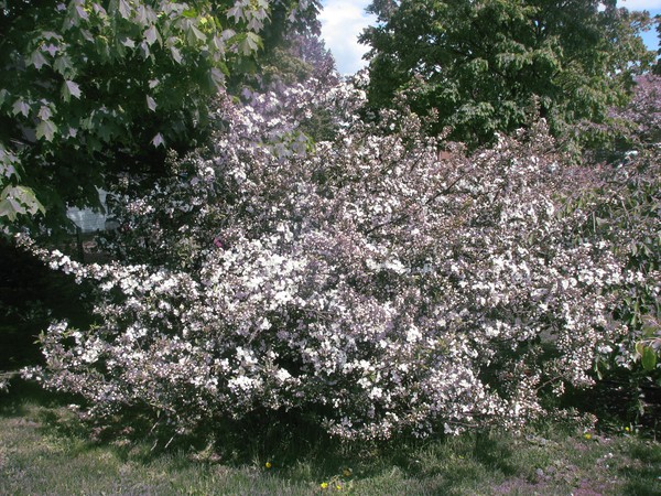blooming right now...