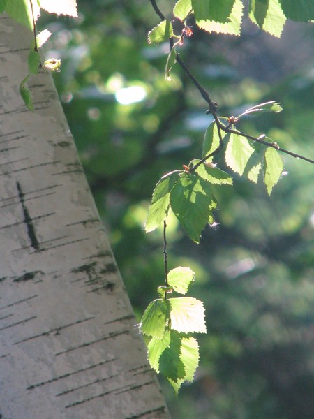 koivu-birch