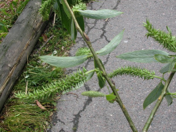 FALLEN IN THE HEAVY WIND
