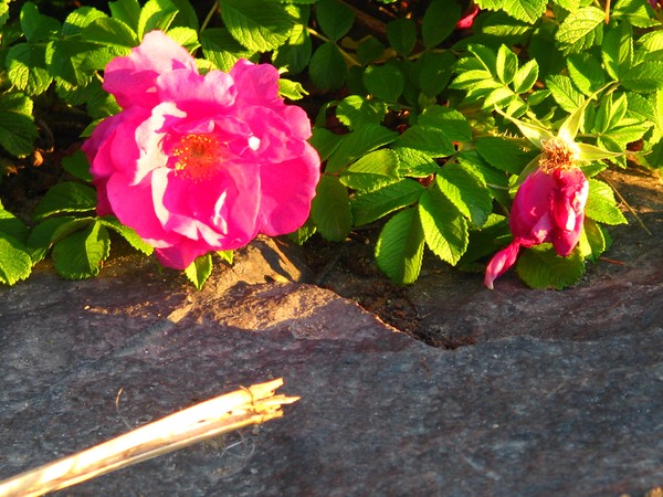 Beach rose series