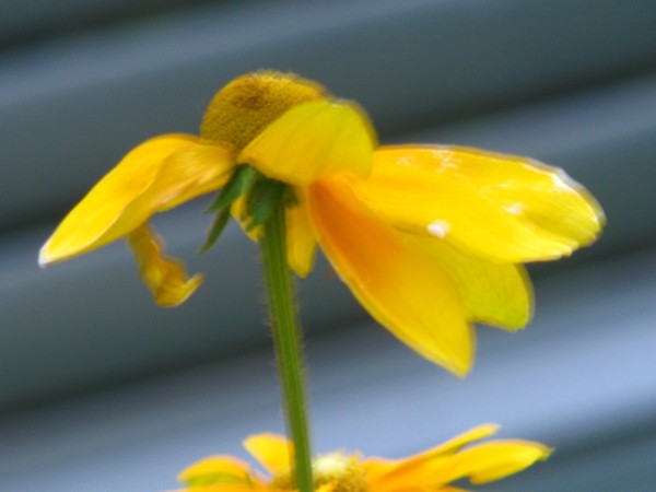 SERIES of yellow florals