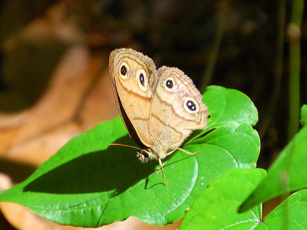 Moth or butterfly?
