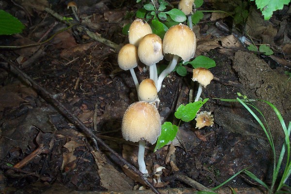 mica caps