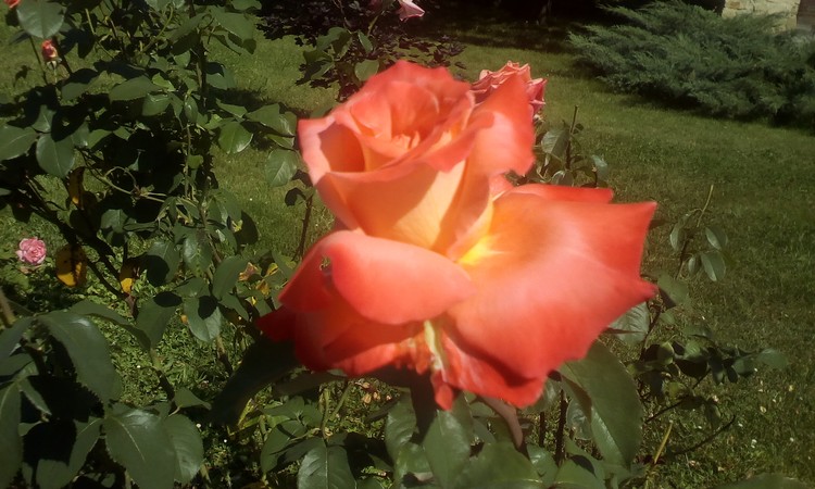 Rose