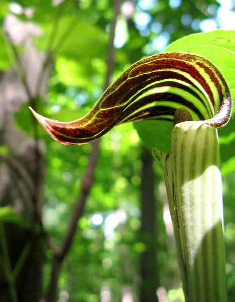 Leaf in the woods
