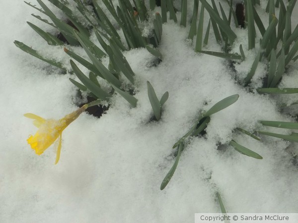 Winter Surprise