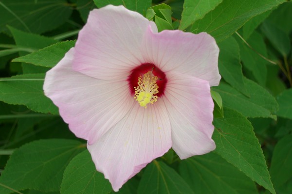 Pink Flower in Mass.